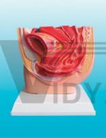 The dissection model of female pelvic cavity